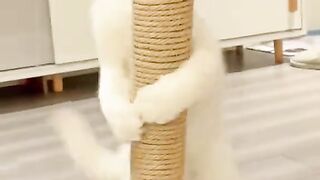 Beautiful cat and its acting more funny