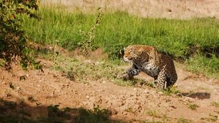 animal video#khan