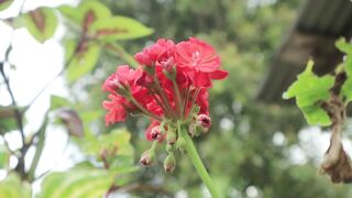 Merah merona