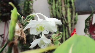 Charm of Flowers