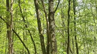 "Nature's Symphony: An Immersive Journey"