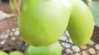 Thai eggplant in shape