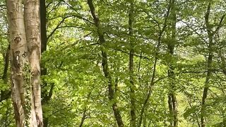 "Enchanting Wilderness: Nature's Immersive Journey"
