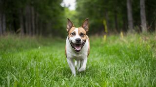 Why Taking Your Dog for Regular Walks Is Important?