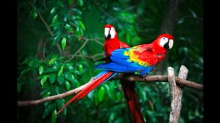The Fascinating World of Parrots A Closer Look at These Colorful and Intelligent Birds