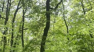 "Nature's Harmony: An Immersive Adventure"