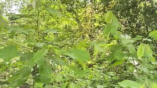 "Tranquil Trails: Nature's Immersive Journey"
