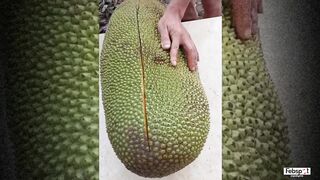 ASMR JACK FRUIT