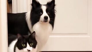 dog and cat that look like twins