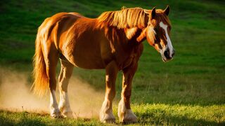 The forbidden secret of the chestnut horse