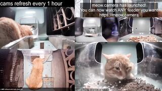 10 minutes of Mr. Snack eating (Hello Street Cat)