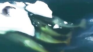 Orcas Attack Seals in Antarctic