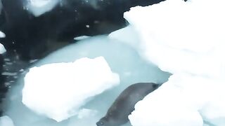 Orcas Hunt Seal in Antarctica