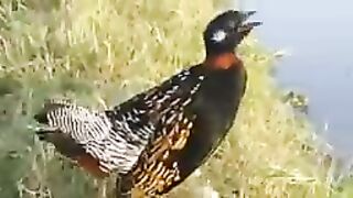 Black francolin voice