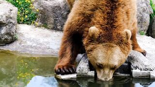 #Water_drinking_bear