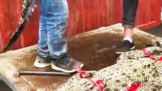 نقل التماسيح بطريقة احترافية