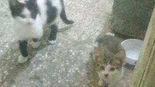 Cute little cat