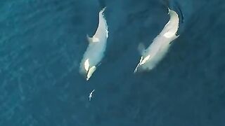 Orcas Attack Penguins in Arctic