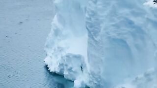 Penguins Leap off 50ft Ice Cliff