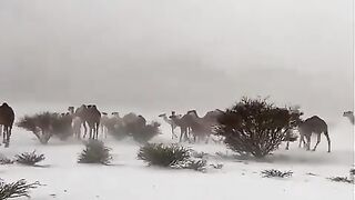 Al Arab