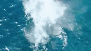 Orcas Attack Great White, Penguins and Seals
