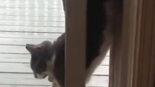 #funny #cat #dog #animals (57)