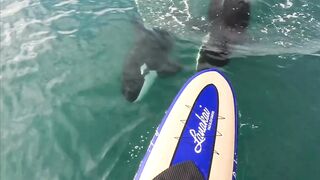 Orca Encounter in New Zealand