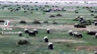 بادية تدمر