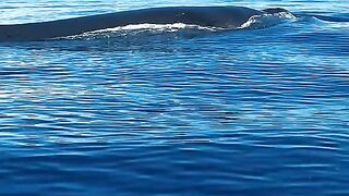 Welcome visitors to the ocean