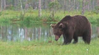 L'Ours