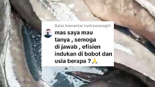 BOBOT dan UMUR indukan lele yang IDEAL untuk dikembang biakan