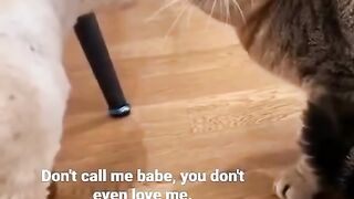 adorable cats