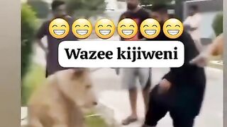 Lion attack and bring down a  man