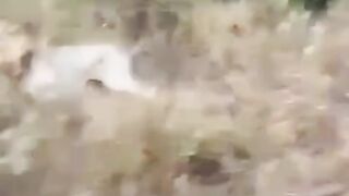 Lion almost ate safari tourists