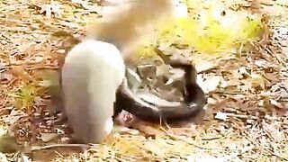 The crane saved  it's child from the snake