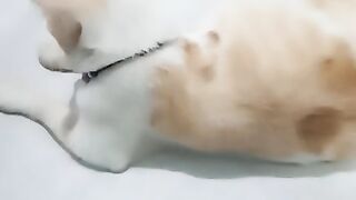 pregnant cat