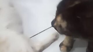 pregnant cat2