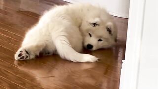 Funnydogs