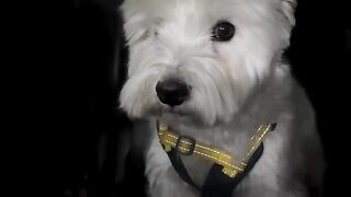 The little white dog loves to be angry, but it's too easy to coax, haha!