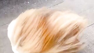 Funnydogs