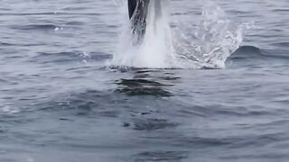 How whales find prey