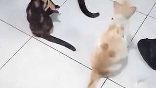cats playing