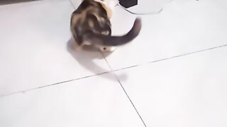 cats playing2
