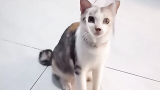 cats playing3