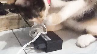 cats playing4