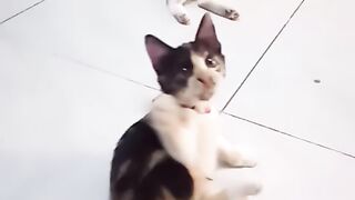 cats playing5