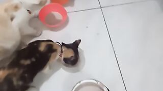 eating together