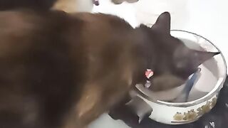 eating together3