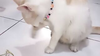 finished eating and playing