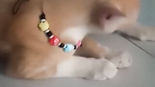 Simba